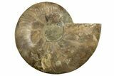 Cut & Polished Ammonite Fossil (Half) - Madagascar #317860-1